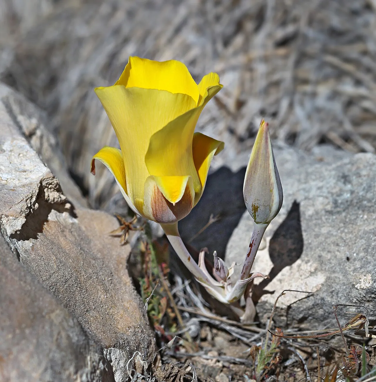 Desert Mariposa Lily (var. munzii) — photo by John Game