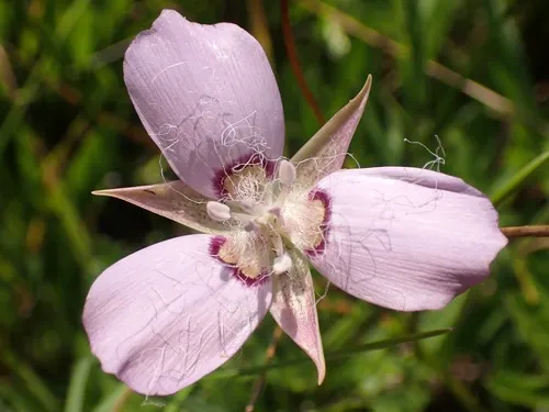 Longbeard Mariposa Lily (var. peckii) — photo by Cricket Raspet