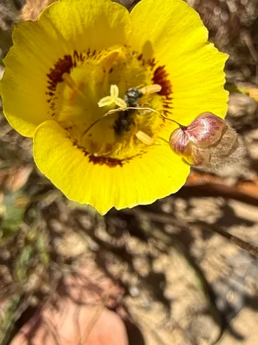 Yellow Mariposa Lily — photo by ElizabethR