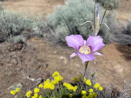 Sagebrush Mariposa Lily — photo by jbpeck