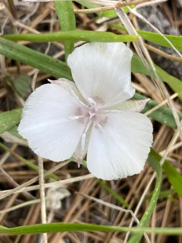 Sierra Mariposa Lily — photo by Adam J. Searcy