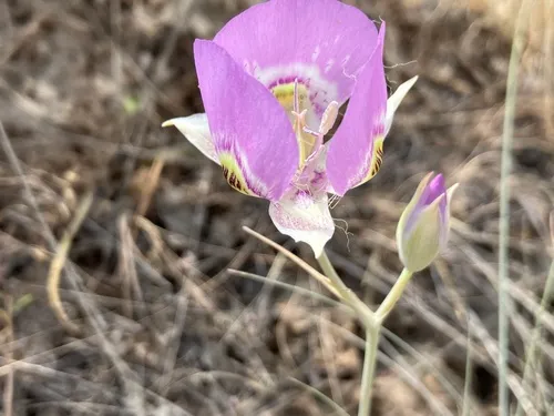 Broadfruit Mariposa Lily