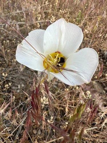 Sego Lily — photo by Matthew O'Brien