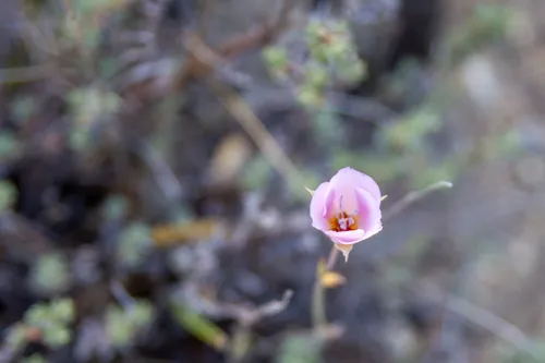 Palmer's Mariposa Lily — photo by Jackson Autry