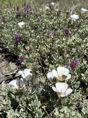 Panamint Mountain Mariposa Lily — photo by James