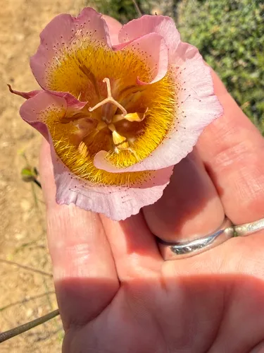 Plummer's Mariposa Lily — photo by Sherrie