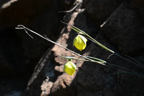 Cedars Mariposa Lily