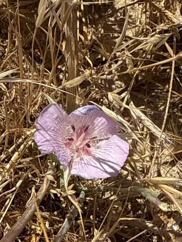 Alkali Mariposa Lily