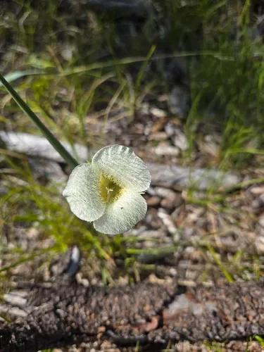Subalpine Mariposa Lily — photo by Nate