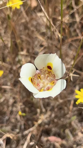 Yellow Mariposa — photo by Jan