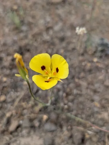 Callahan's Mariposa Lily