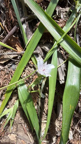 Tolmie Star-tulip — photo by mayalillian