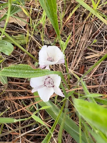 Oakland Mariposa Lily — photo by billbxh