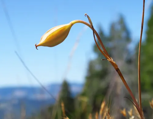 Umpqua Mariposa Lily — photo by Adam Schneider