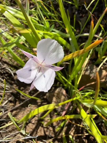 Monterey Mariposa Lily — photo by Dee Shea Himes