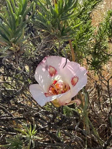 Butterfly Mariposa Lily