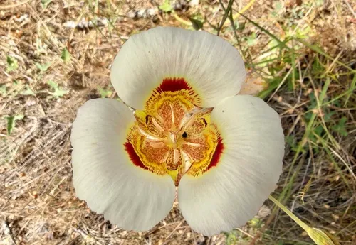 Coast Range Mariposa Lily — photo by Don Loarie