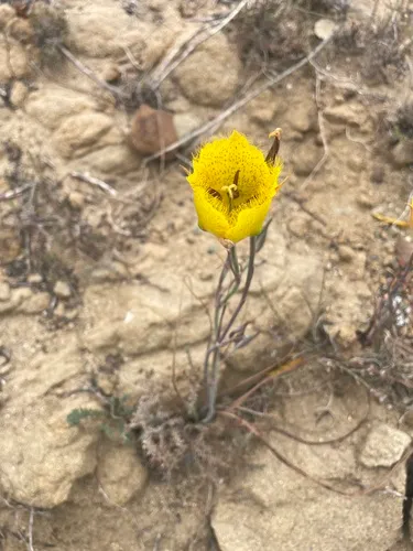 Weed's Mariposa Lily (var. intermedius) — photo by Nathan May
