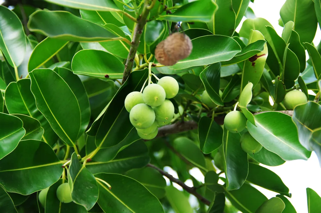 Antilles Calophyllum