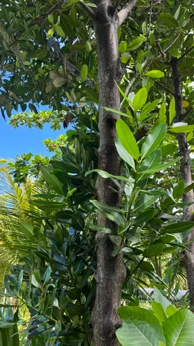 Alexandrian Laurel — photo by sanahawwa