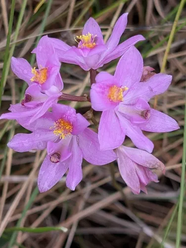 Bearded Grasspink