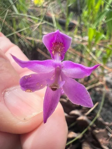 Manyflower Grasspink — photo by James K. Wetterer