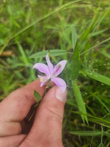 Oklahoma Grasspink