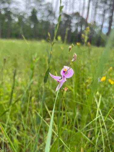 Pale Grasspink