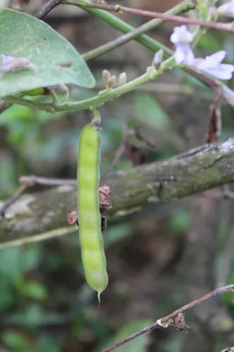Jicama — photo by Alex Ricardo Guzmán Canul