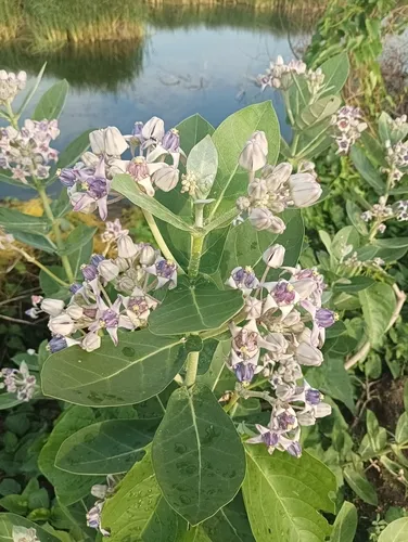 Giant Milkweed