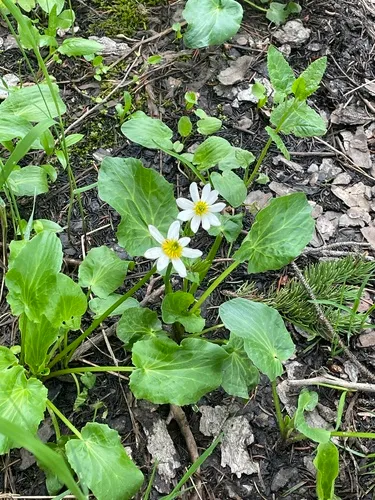 White Marsh Marigold