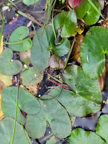 Floating Marsh Marigold — photo by Robyn Perkins