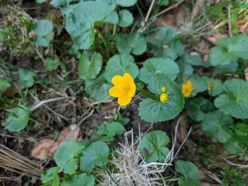 Yellow Marsh Marigold