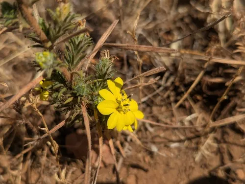 Fremont's Western Rosinweed