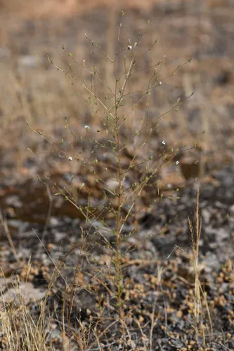 Hoover's Western Rosinweed