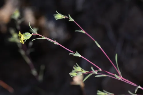 Small-flowered Calycadenia