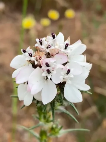 Sticky Western Rosinweed — photo by phenry64