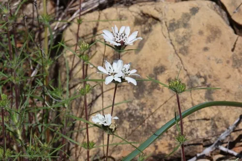 Butte County Western Rosinweed