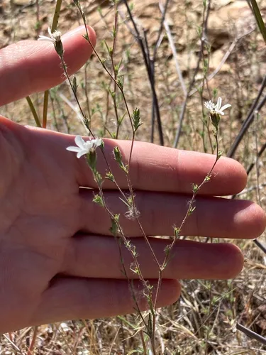 Smallflower Western Rosinweed