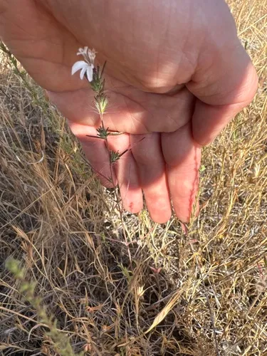 Spiked Western Rosinweed — photo by Dena