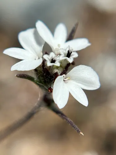 Dwarf Western Rosinweed