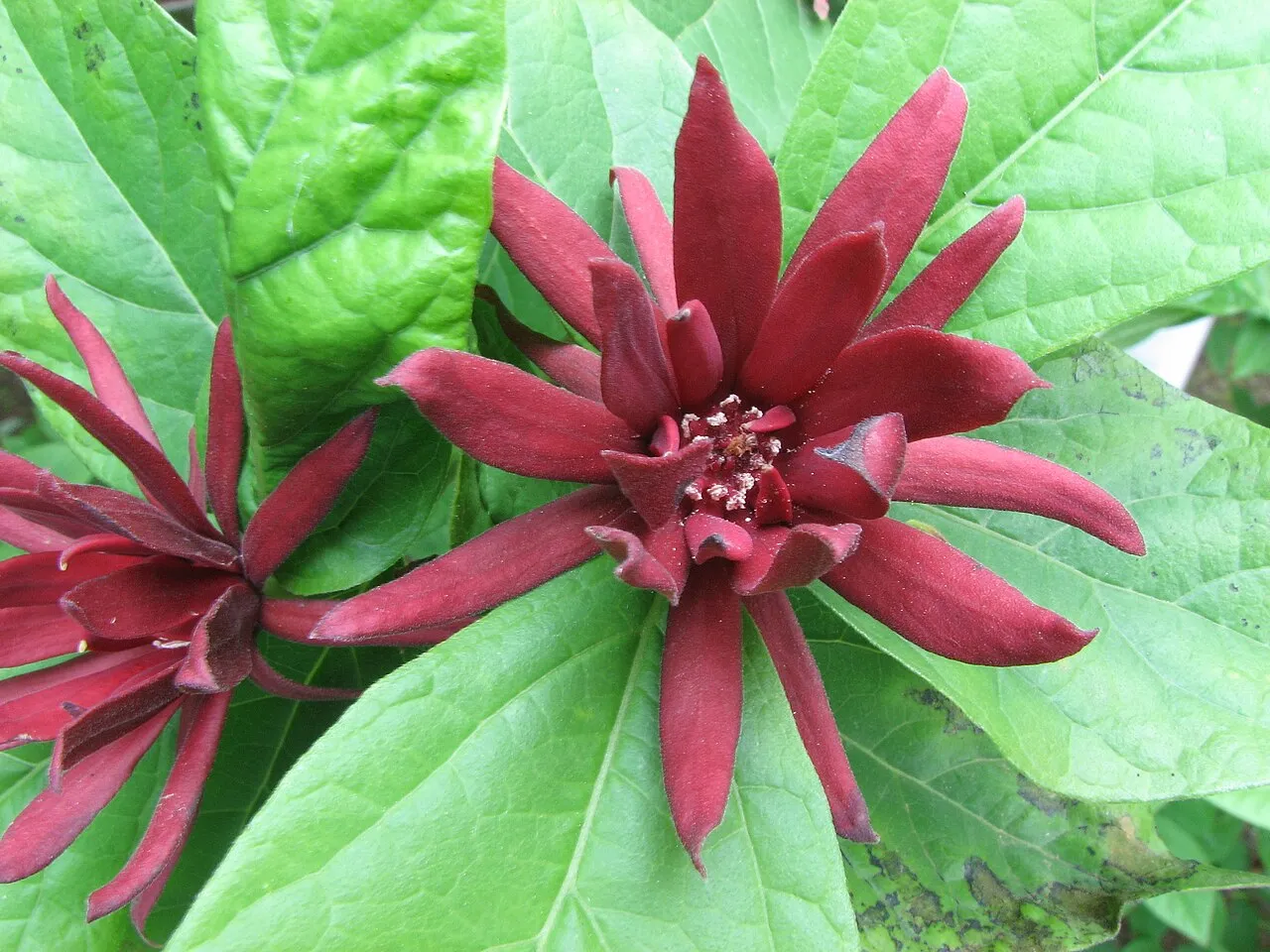 Eastern Sweetshrub (var. glaucus) — photo by self