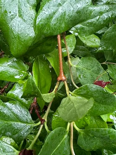 Eastern Sweetshrub