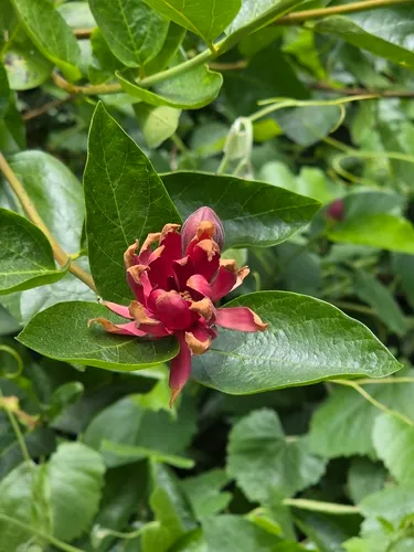 Western Sweetshrub
