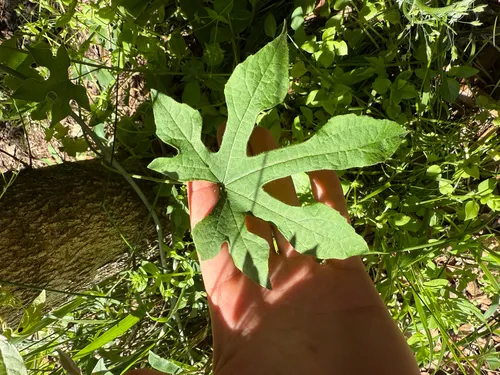 Cupseed