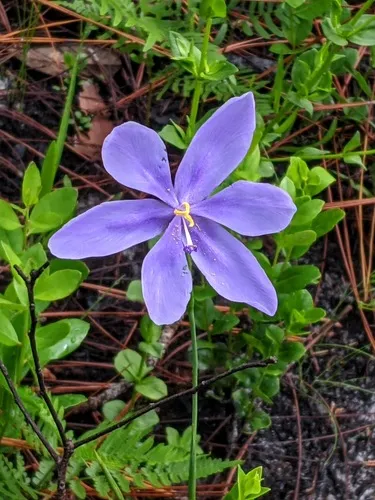 Bartram's Ixia — photo by Carol Bailey-White