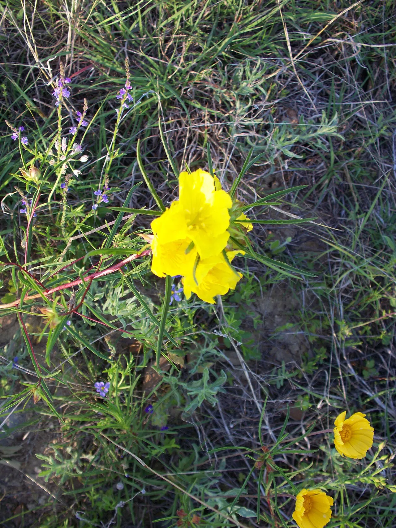 Berlandier's Sundrops — photo by abbamouse