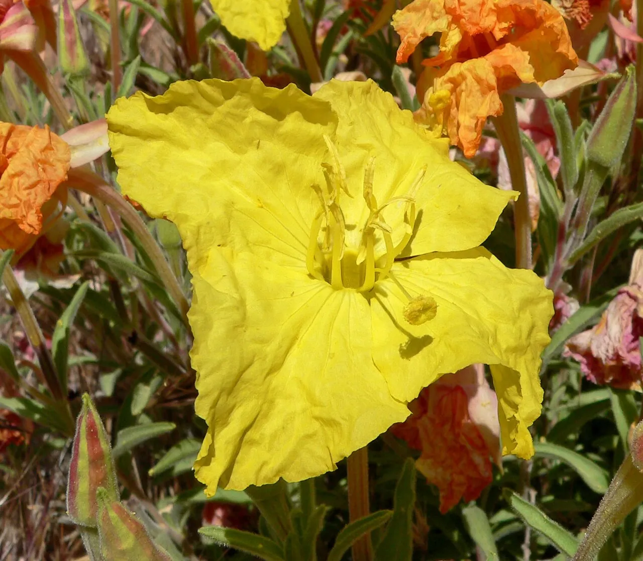Lavenderleaf Sundrops