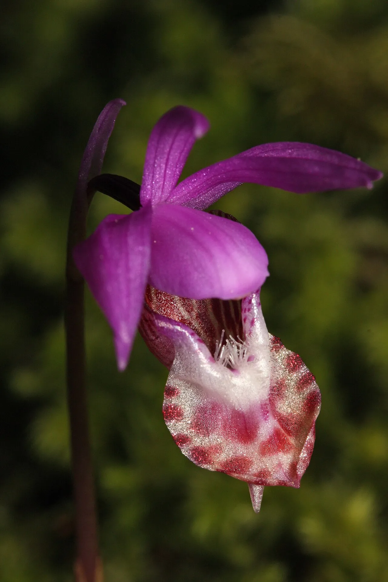 Fairy Slipper (var. occidentalis) — photo by Walter Siegmund (talk)