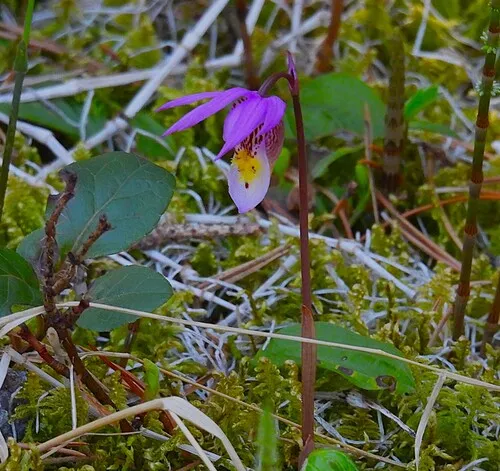 Fairy Slipper — photo by David Severson